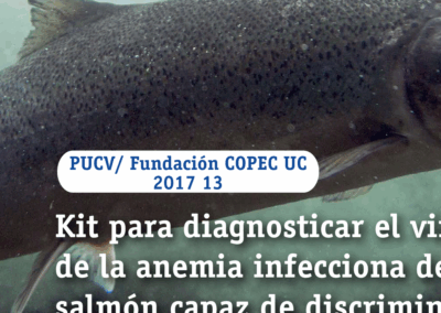Kit para diagnosticar el virus de la anemia infecciona del salmón capaz de discriminar entre diferentes variables virales